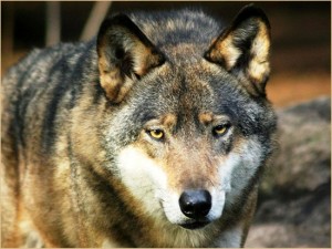 Abbattimento del 5% dei lupi