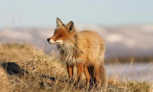 Controllo della fauna selvatica