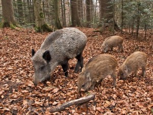 Controllo del cinghiale