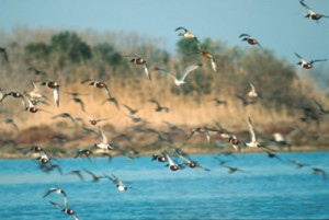 Censimenti degli uccelli acquatici