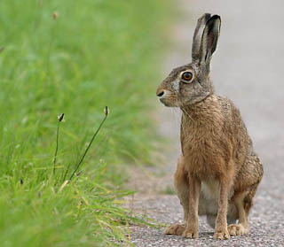 Lepre - Lepus Europaeus
