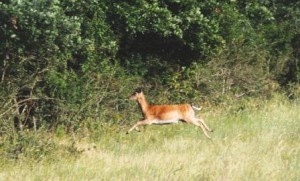 Parco dei Colli Euganei