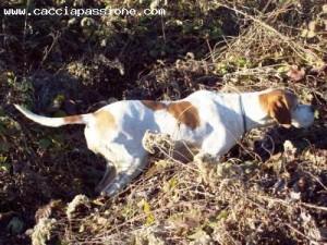 pointer in ferma