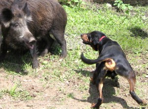 cani limieri e da traccia