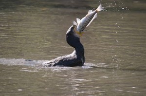 Abbattimento dei cormorani