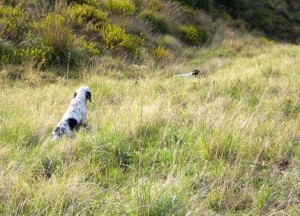 Cani da ferma su quaglie