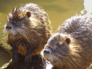 Contenimento delle nutrie