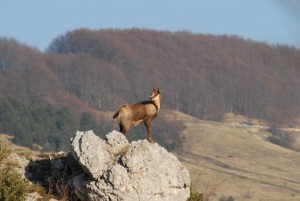 Caccia sospesa nel Teramano