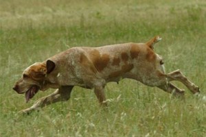 bracco italiano