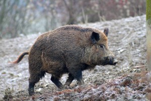 Caccia sperimentale al cinghiale