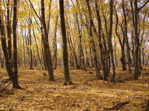 bosco caccia alla beccacia in crimea