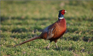 Ripopolamento di lepri e fagiani Ripopolamento di lepri e fagiani