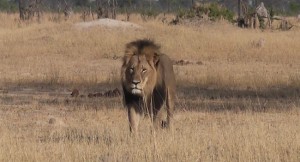 leone Cecil simbolo Zimbaue