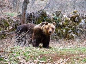 orso-marsicano-abruzzo.jpg