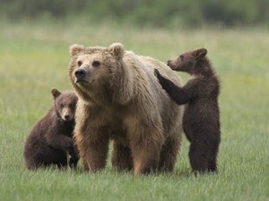 orso marsicano e cuccioli