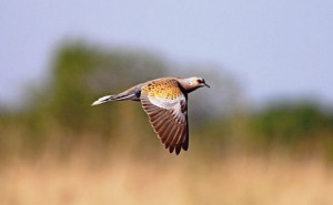 Caccia alla tortora