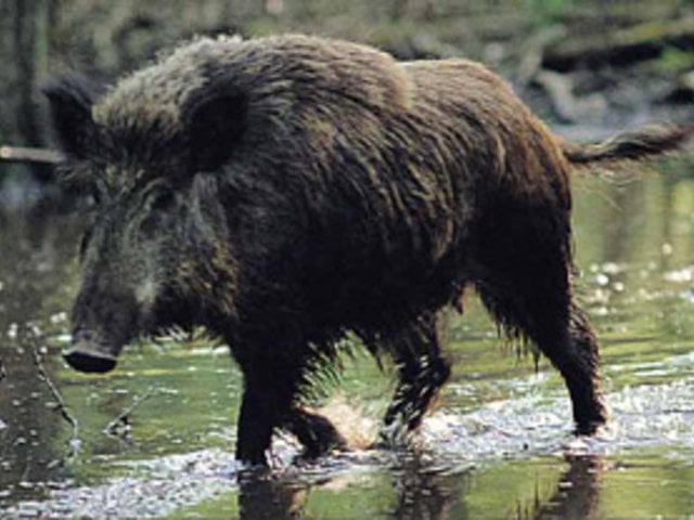 Caccia al cinghiale ad Arquata del Tronto