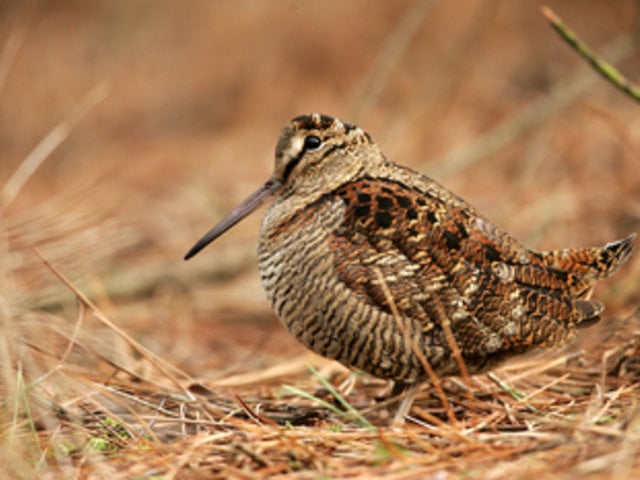 Caccia alla beccaccia. Documentario sulla caccia alla Regina