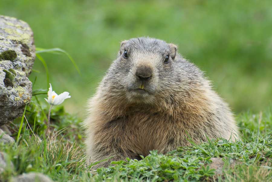 Marmotta