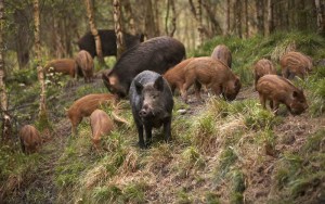 Cinghiale in Molise