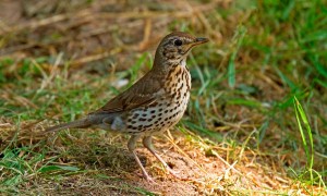 Chiusura anticipata della caccia