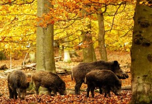 Caccia al cinghiale