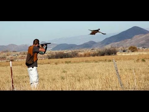 Caccia al Fagiano in USA