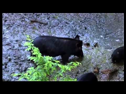 Caccia al Cinghiale con l’Arco