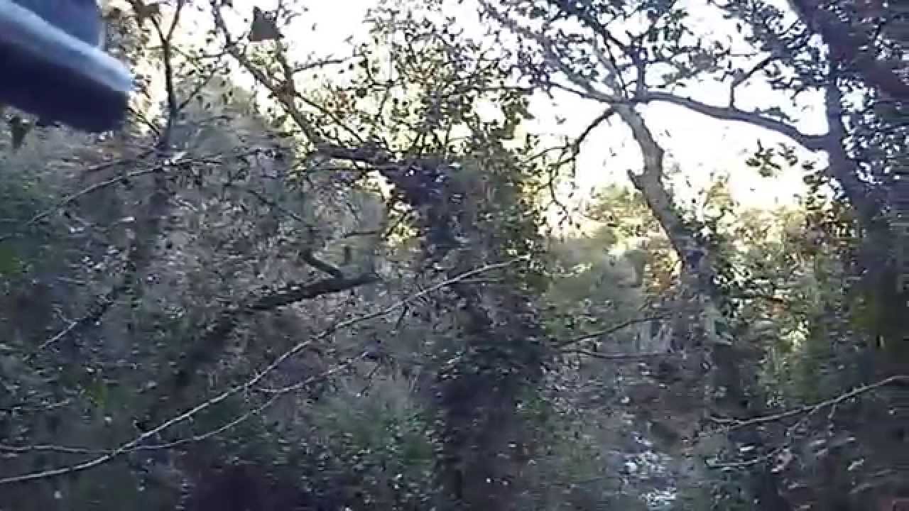 Faccia a faccia con il cinghiale