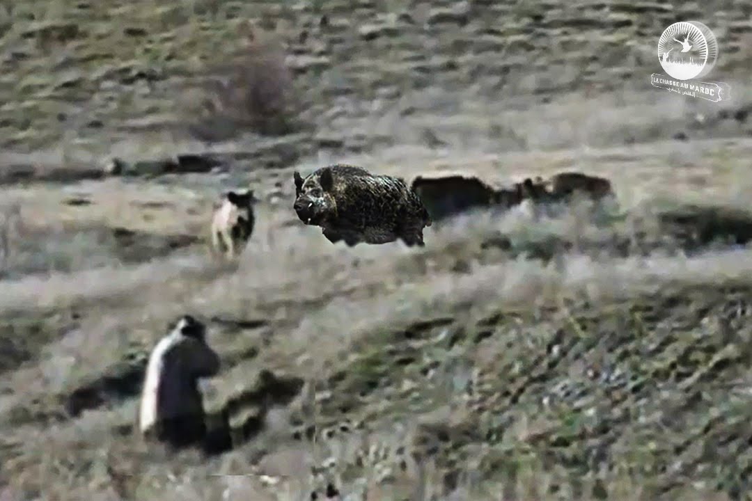 Caccia al Cinghiale un Turchia