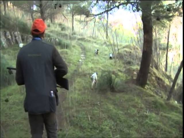 Caccia alla Beccaccia con i Setter di Valcalanna