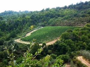 Vigneto nel bosco