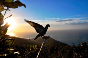 Rotta migratoria dei colombacci