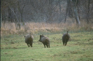 Caccia al cinghiale