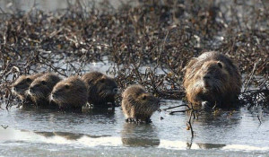 Caccia alle nutrie nel Padovano