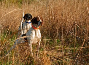 Cani da caccia in ferma