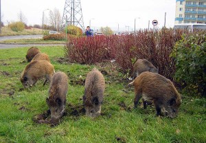 caccia al cinghiale - emergenza cinghiali