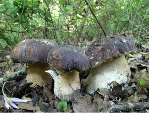 Mondo dei funghi