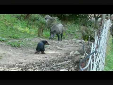 Caccia e Cani: Slovensky Kopov su Cinghiale