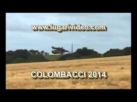 Caccia al Colombaccio 2014