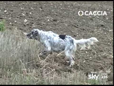 Caccia alla quaglia in Puglia