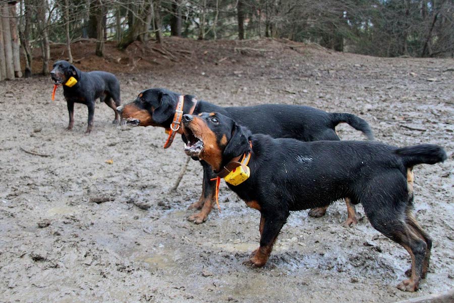 Muta cani da cinghiale slovensky Kopov o segugio slovacco
