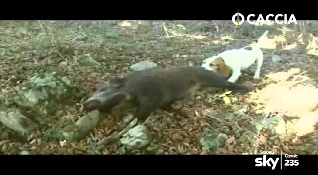 Caccia al Cinghiale in Aspromonte