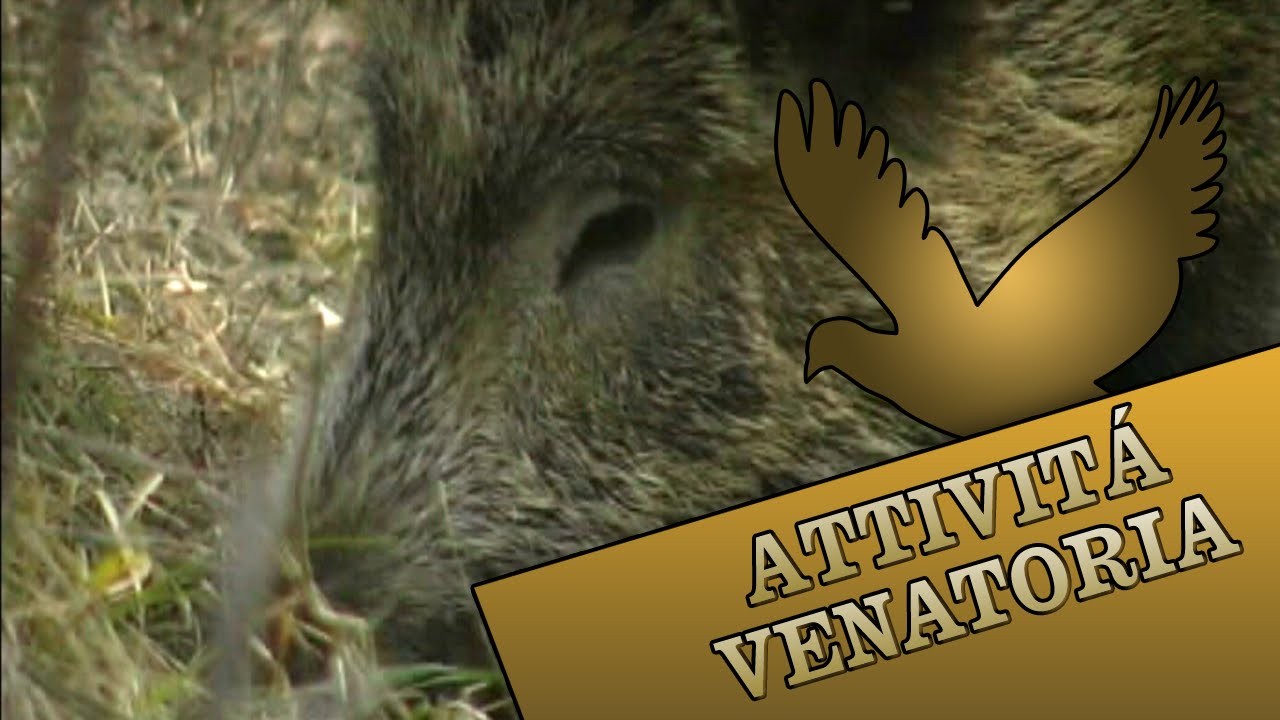 Caccia al cinghiale in Italia – Documentario venatorio