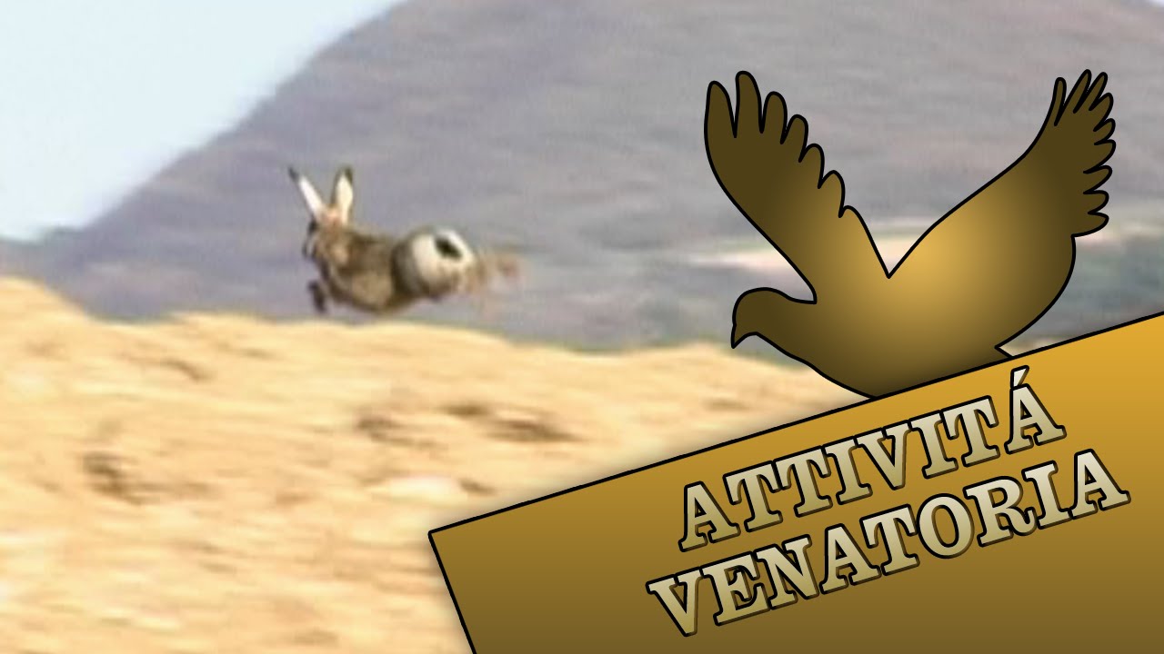 Caccia alla lepre a Arcevia (AN)