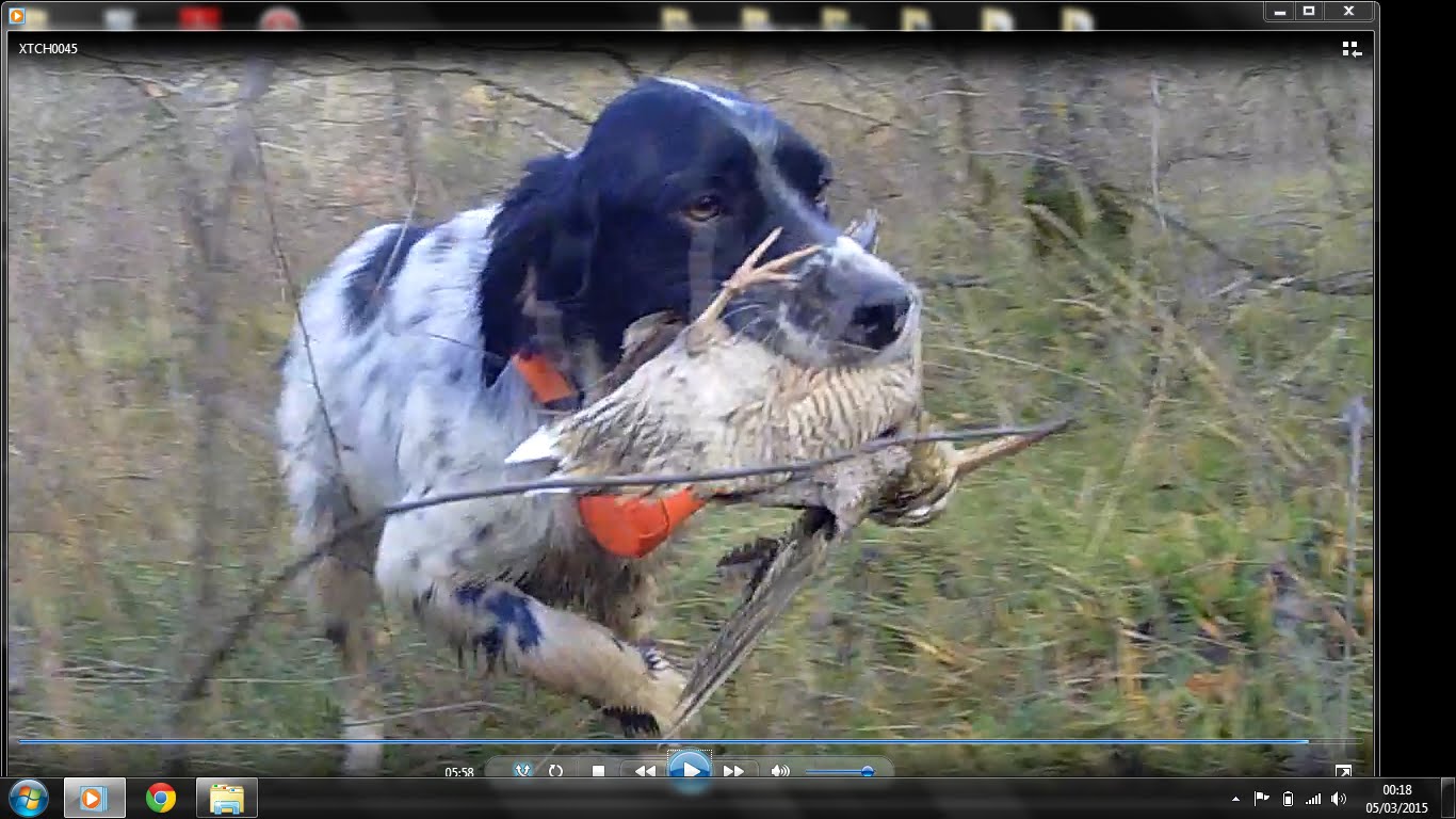 Video di caccia alla beccaccia