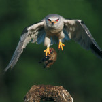 Swarovski Optik - Digiscoping