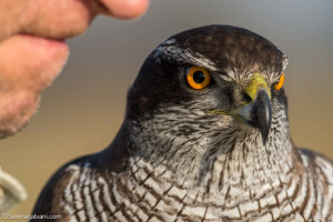Diffamazione contro la falconeria