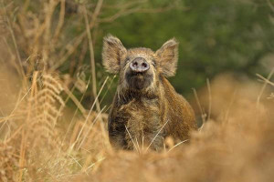 Caccia al cinghiale