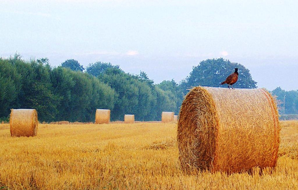 caccia al fagiano nel pavese Caccia al fagiano nel pavese